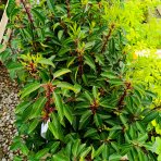 Vavrínovec portugalský (Prunus lusitanica) ´ANGUSTIFOLIA´ - výška 30-40 cm, kont. C1L(–23 °C)